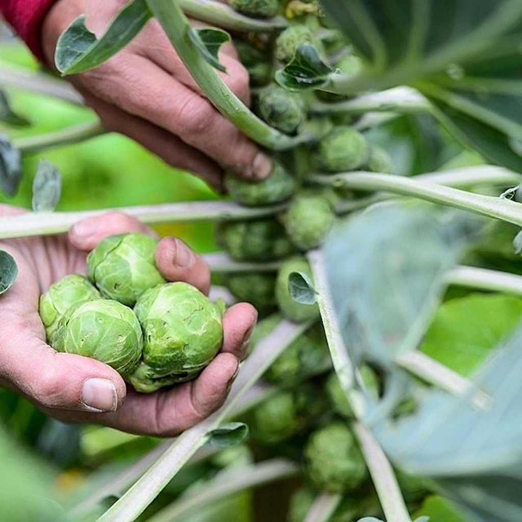 Hạt giống Bắp cải tí hon Rạng Đông Brussels Sprout 219