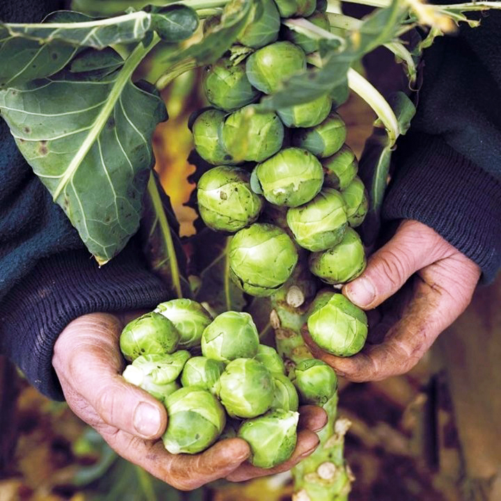 Hạt giống Bắp cải tí hon Rạng Đông Brussels Sprout 219