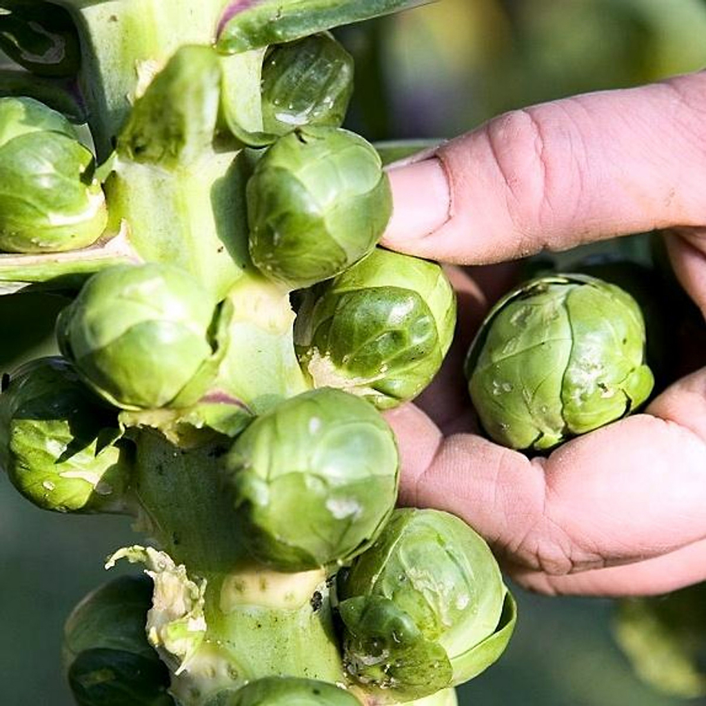 Hạt giống Bắp cải tí hon Rạng Đông Brussels Sprout 219