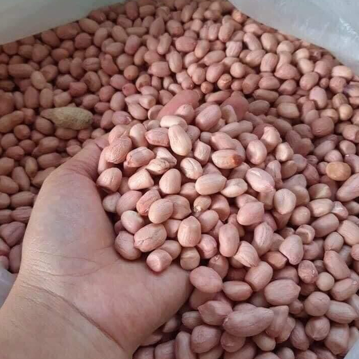 Đậu phộng sống 500g và 1kg - Đậu phộng chưa rang hạt to tròn - Lạc sống bóc vỏ - Đậu phộng da cá, cháy tỏi.