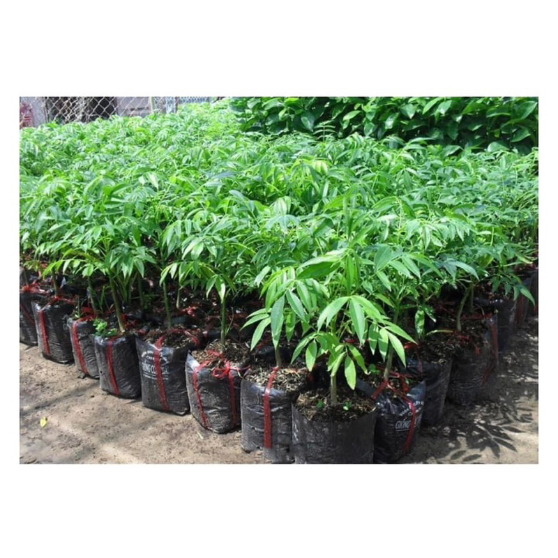 CÂY GIỐNG CÓC THÁI LÙN SIÊU TRÁI, CÂY CÓ SẴN HOA