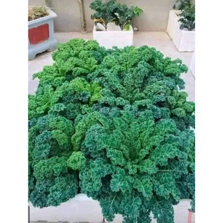Hạt giống cải xoăn kale xanh mỹ