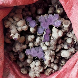 Gừng đen 100g củ mọc núi tự nhiên
