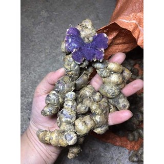 Gừng đen 500g củ mọc rửng tự nhiên nói không vơi củ trồng