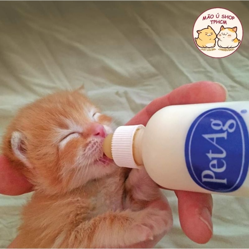 SỮA KMR - SỮA CAO CẤP CHO MÈO BẦU VÀ MÈO CON