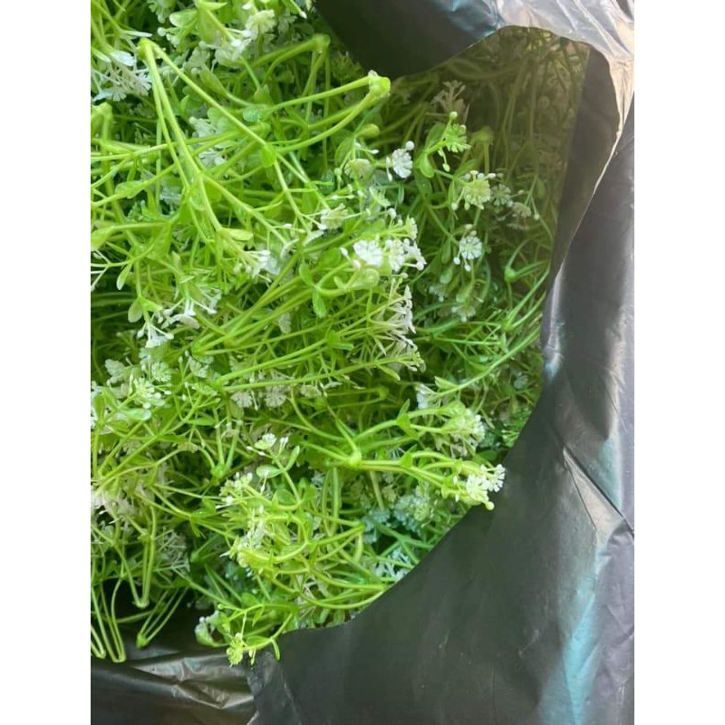 CỎ ĐIỂM DÙNG TRANG TRÍ DECOR,CẮM HOA