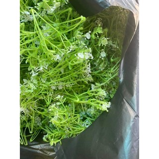 Cỏ điểm dùng trang trí decor,cắm hoa