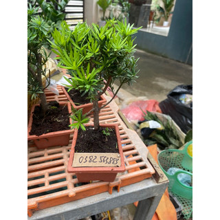 Cây Tùng La Hán nhỏ để bàn