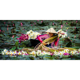 Củ bông súng ta có sẵn mầm