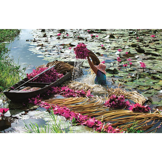 Củ bông súng ta có sẵn mầm