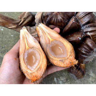 Trái dừa nước giống lên mộng sẵn