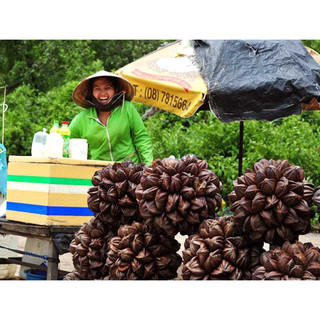 Trái dừa nước giống lên mộng sẵn