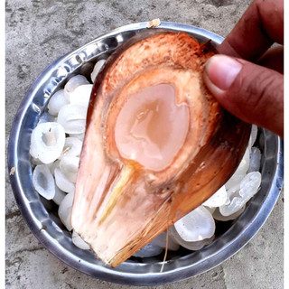 Trái dừa nước giống lên mộng sẵn