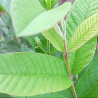 Lá ổi tươii, 500g/1kg
