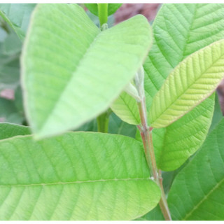Lá ổi tươii, hà nội 500g/1kg