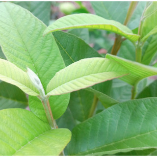 Lá ổi tươii, 500g/1kg