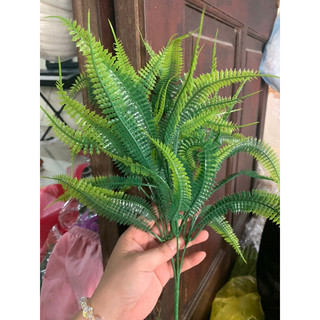 Hoa giả,cụm cỏ dương sỉ xanh không móc