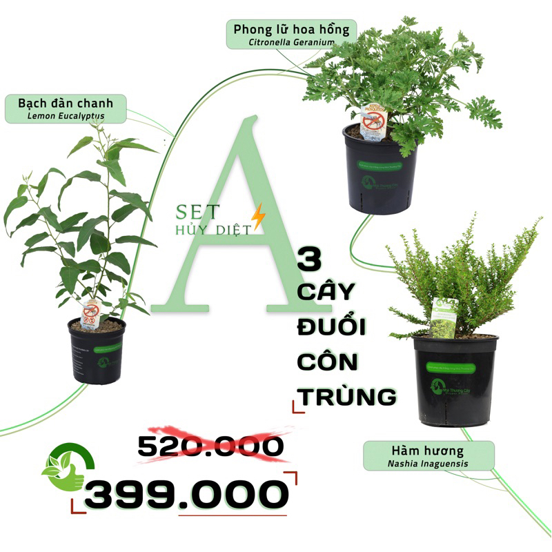 SET HUỶ DIỆT A - CÂY ĐUỔI CÔN TRÙNG