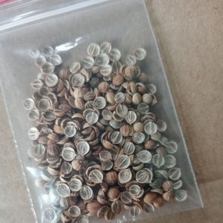 Hạt giống rau gia vị (túi zip 5k)