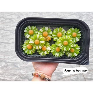 sét 10 khuôn silicon 5cm hoa cúc , hoa sen