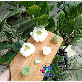 BỘ 6 KHUÔN SILLICON HOA SEN THÁI (2506.529)