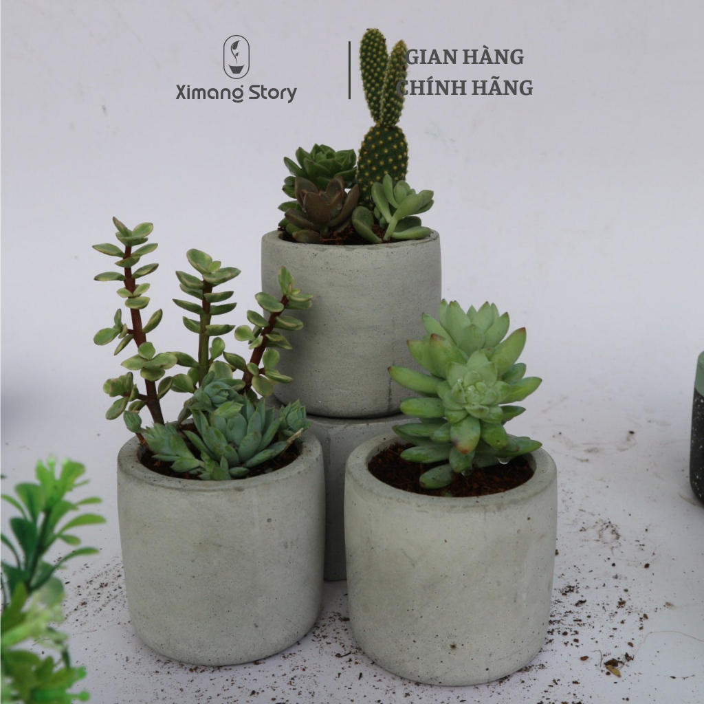 Chậu xi măng mini trồng sen đá, xương rồng