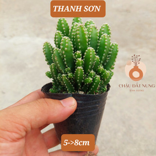 Xương rồng THANH SƠN size bầu 5-8cm, MÃ TS - XUONGRONG