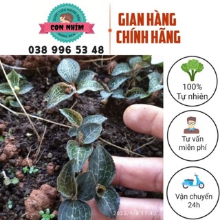 Lan kim tuyến giống dược liệu rừng đã thuần chỉ việc trồng combo 3 cây