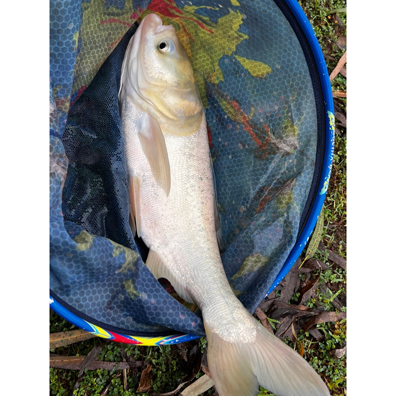 COMBO ĐÔNG LẠNH KHÔ GW