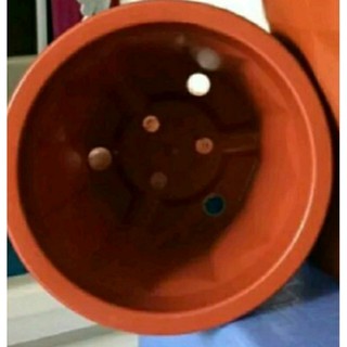 Combo 50 cái chậu nhựa trồng cây rộng 18cm x cao 21cm