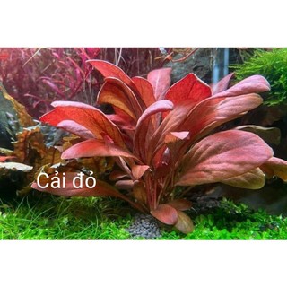 N&t garden- cây thủy sinh cải đỏ