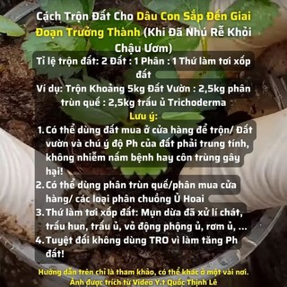 Cây giống dâu hana ( cây ngó )