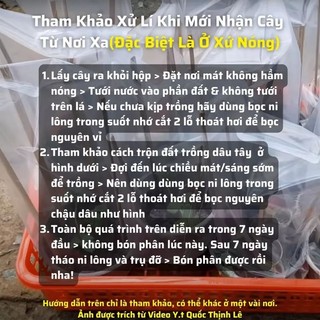 Cây giống dâu hana ( cây ngó )