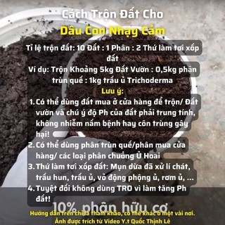 Cây giống dâu hana ( cây ngó )
