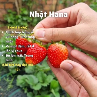 Cây giống dâu hana