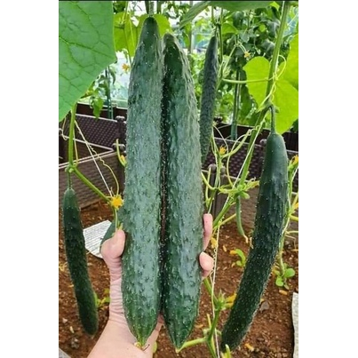 Hạt Giống Dưa chuột  kiếm Nhật quả dài gai xanh gói 80 hạt