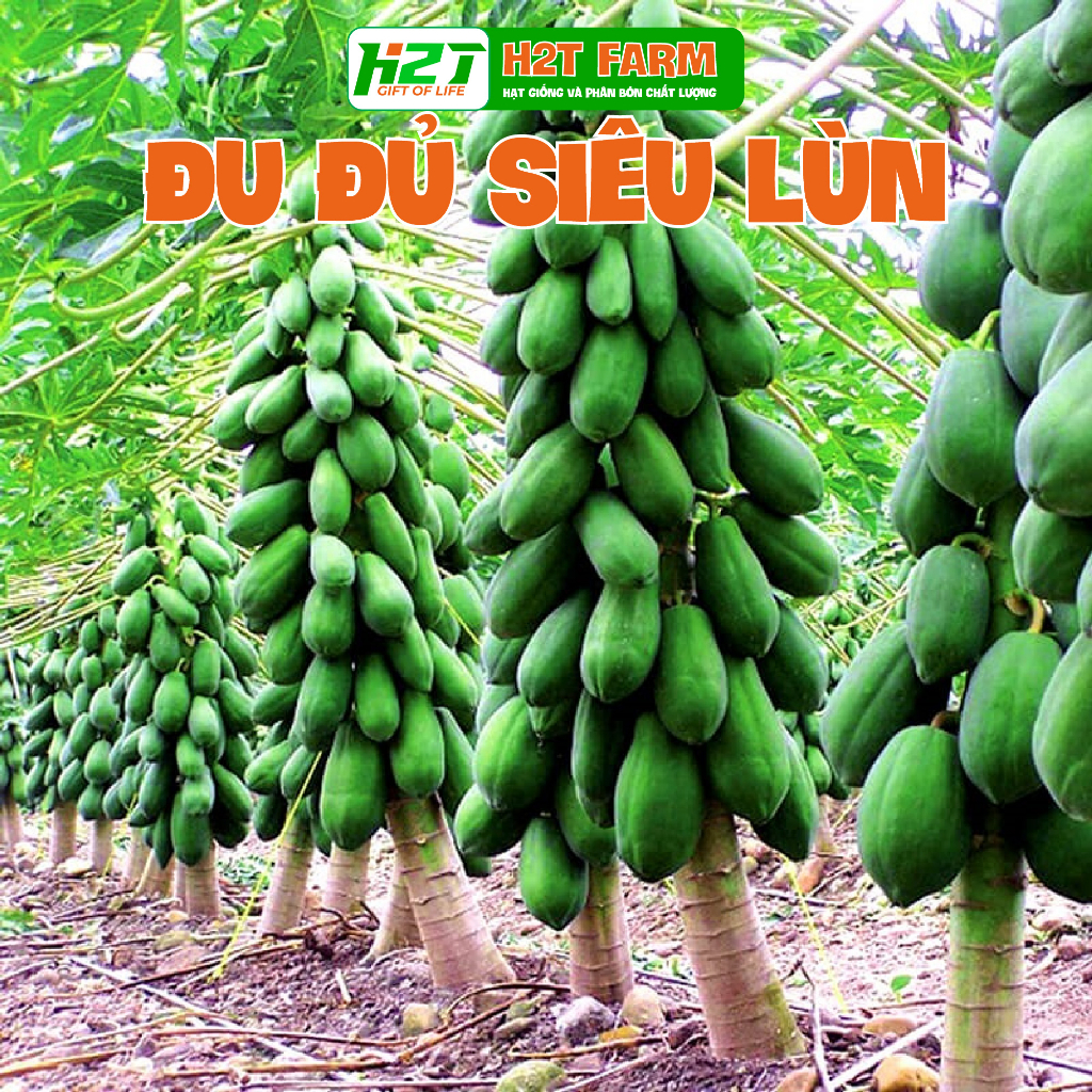 Hạt Giống Đu Đủ Lùn Thái Lan Sai Trái 10 Hạt   - h2t farm