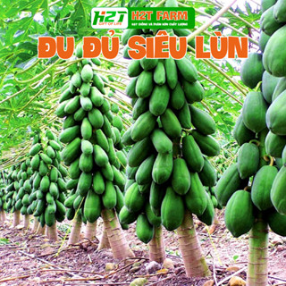 Hạt Giống Đu Đủ Lùn Thái Lan Sai Trái 10 Hạt   - h2t farm
