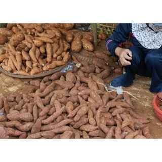 KHOAI LANG NGHỆ ĐĂKLẮK mới nhổ