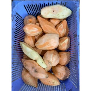 KHOAI LANG NGHỆ ĐĂKLẮK mới nhổ