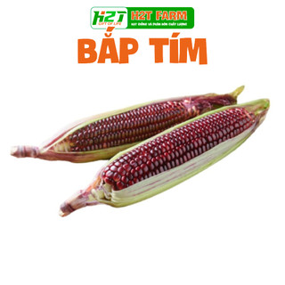 Hạt giống Bắp Ngô Tím Chidida bắp nếp nhập khẩu, giống ngô ngọt F1 siêu dẻo thơm ngon màu sắc bắt mắt