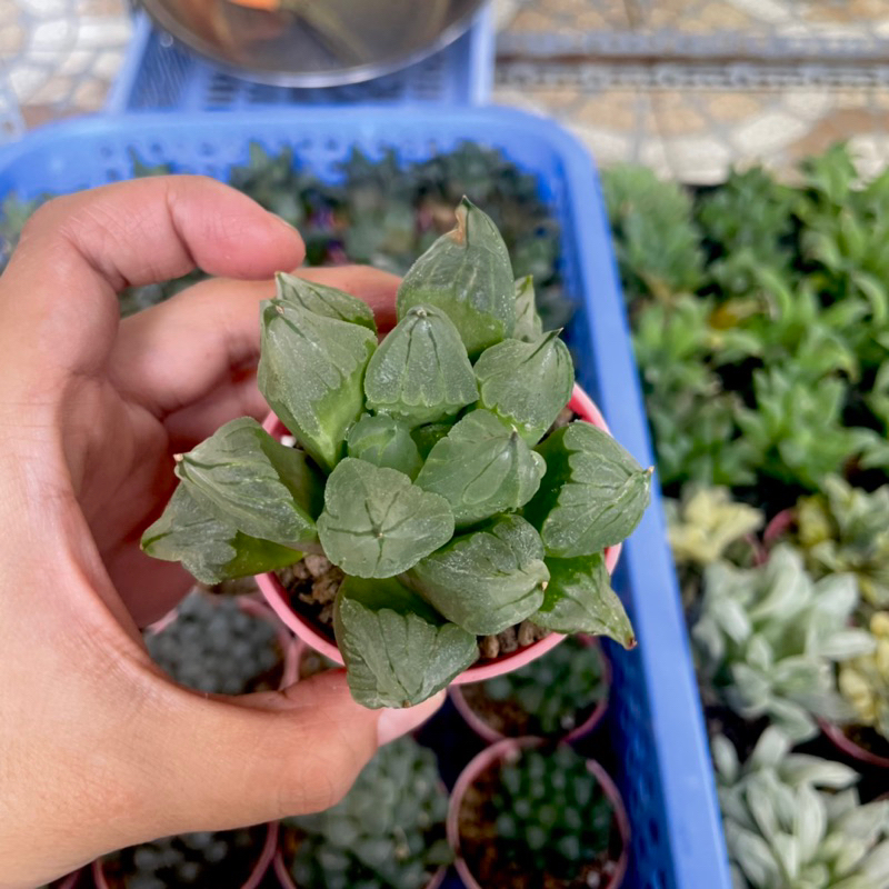 Sen Đá Haworthia  - Rể trần