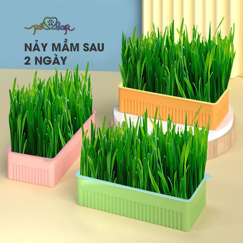 Bộ kit trồng cỏ mèo tươi tại nhà giúp bổ sung chất xơ tự nhiên, tiêu búi lông và làm sạch miệng