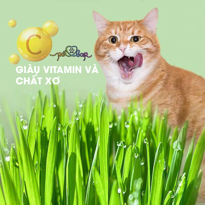 Bộ kit trồng cỏ mèo tươi tại nhà giúp bổ sung chất xơ tự nhiên, tiêu búi lông và làm sạch miệng