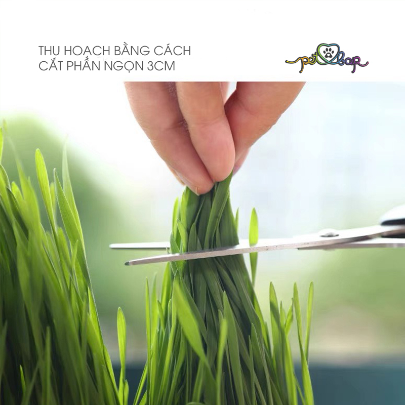 Bộ kit trồng cỏ mèo tươi tại nhà giúp bổ sung chất xơ tự nhiên, tiêu búi lông và làm sạch miệng