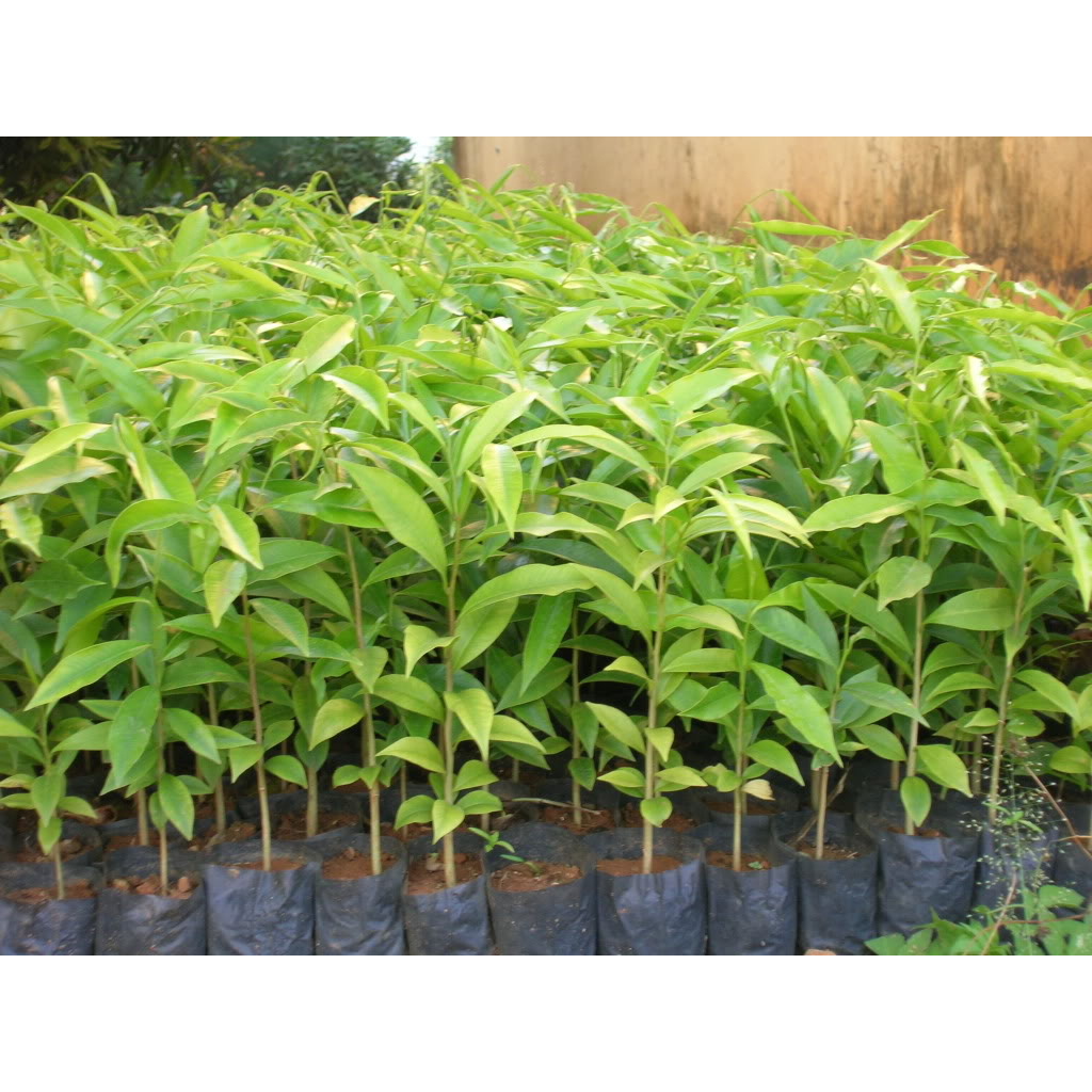 Bầu cây giống cây trầm hương