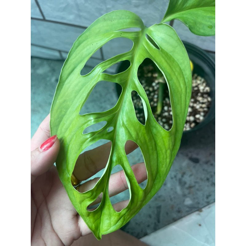 Cây trầu bà lỗ Monstera Esqueleto