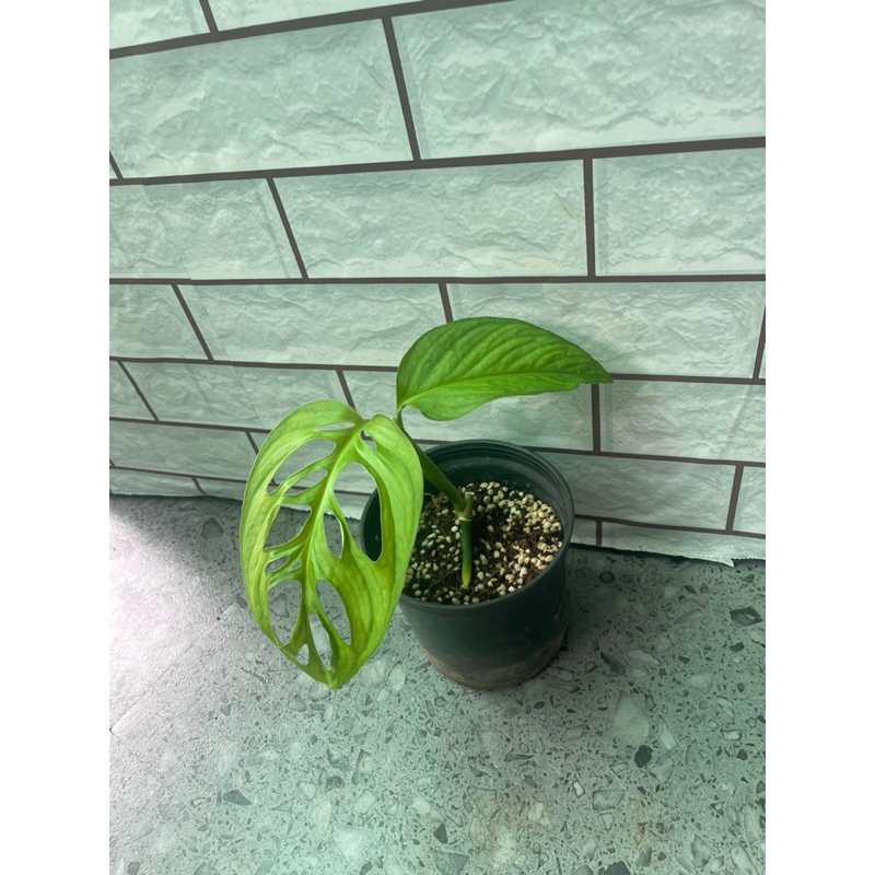 Cây trầu bà lỗ Monstera Esqueleto