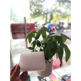 cốt cắm hoa ( xốp cắm hoa) Ảnh thật