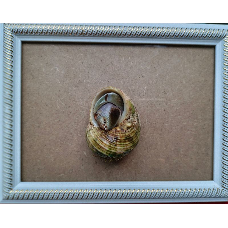 Khung tranh đồ chơi violas